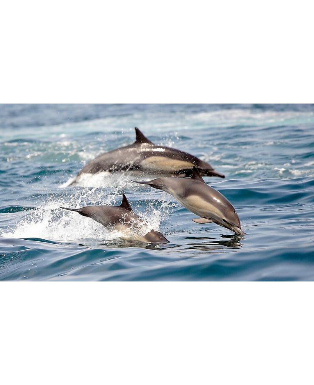 باحثون يكتشفون نوعين من الدلافين في سويسرا لم تكن معروفة من قبل