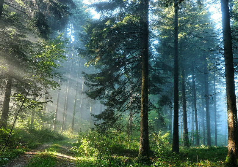 دراسة سويدية تكشف أفضل الأشجار لمكافحة التلوث